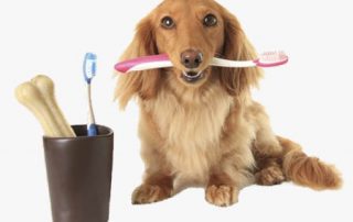 dog with toothbrush in mouth